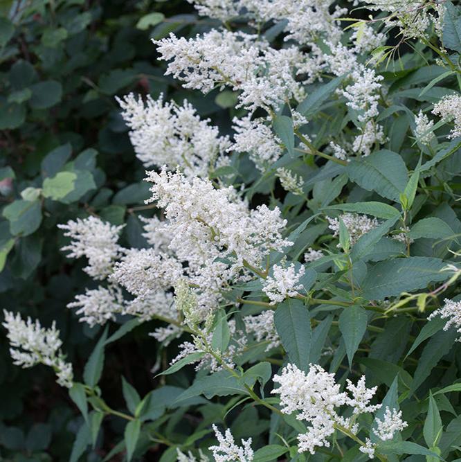 Persicaria polymorpha - Blanco