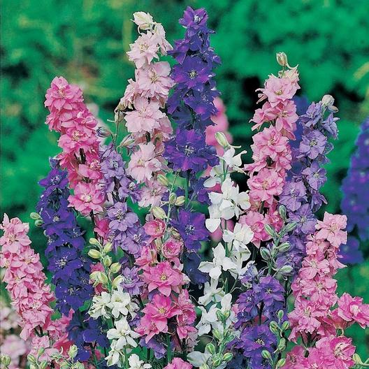 Delphinium consolida ajacis