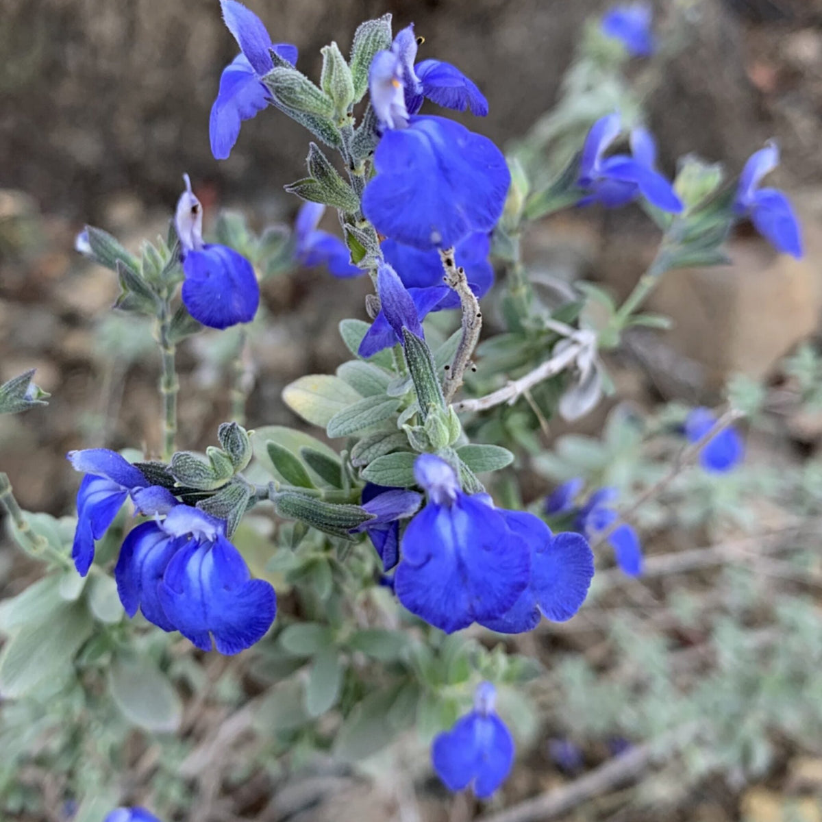Salvia chamaedryoides - Azul