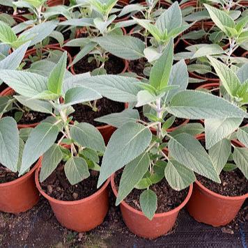 Salvia 'Anthony Parker'