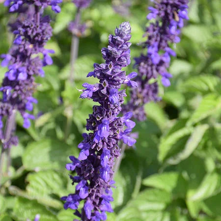 Salvia 'Big Blue' - Azul