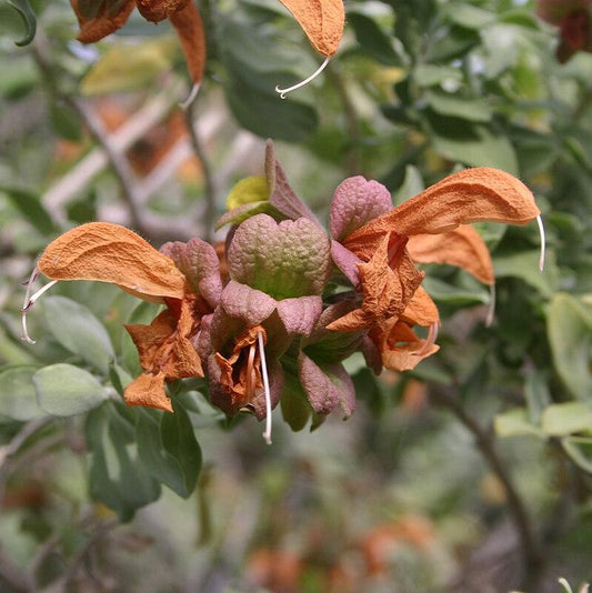Salvia africana-lutea