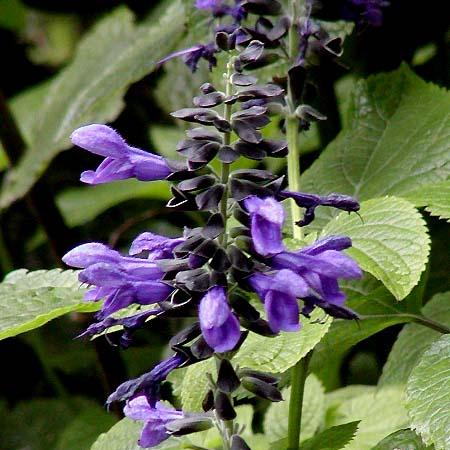 Salvia guaranitica - Azul