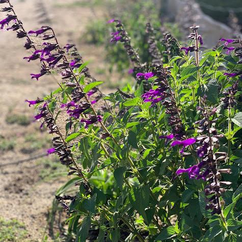 Salvia 'Amistad'