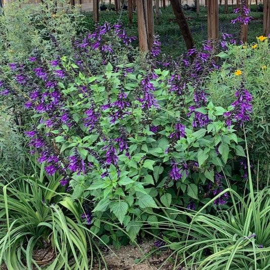 Salvia 'Amistad' - Azul