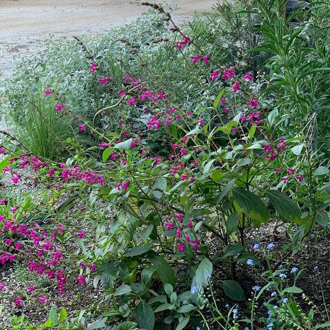 Salvia chiapensis