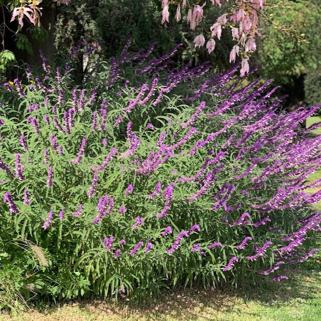 Salvia leucantha - Azul