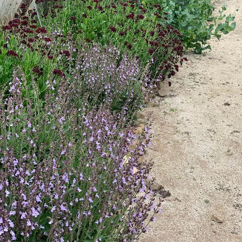 Salvia officinalis