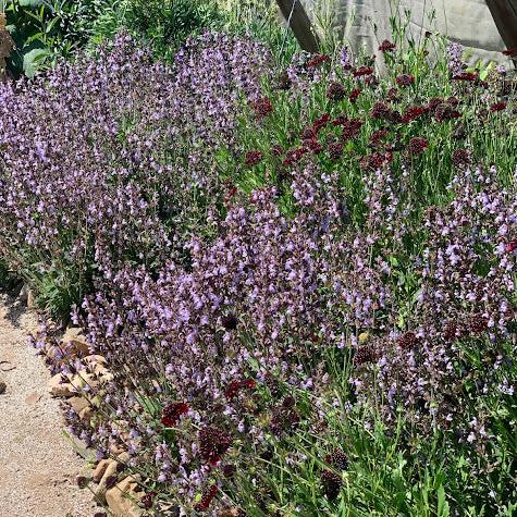 Salvia officinalis