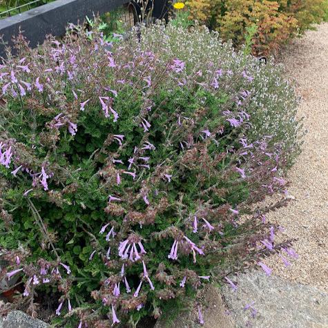 Salvia scabra - Rosado