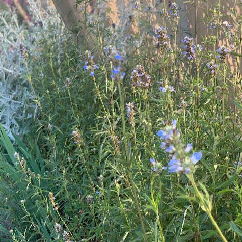 Salvia uliginosa