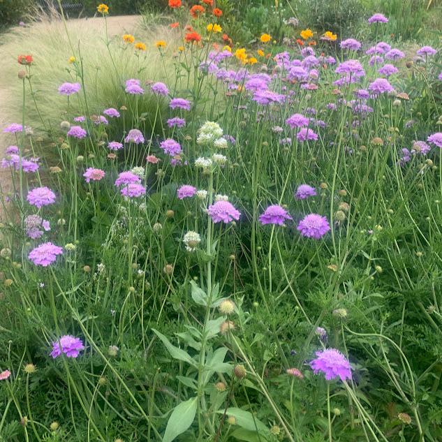 Scabiosa africana