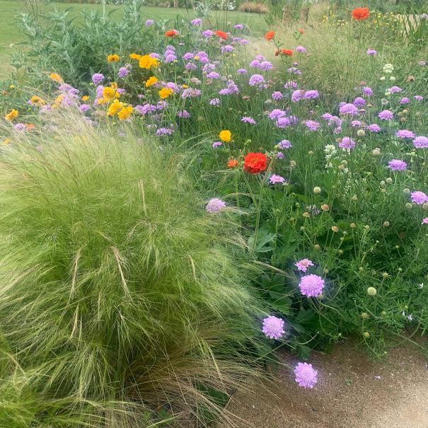 Scabiosa africana