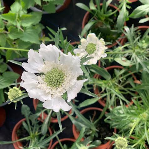 Scabiosa caucasica blanca