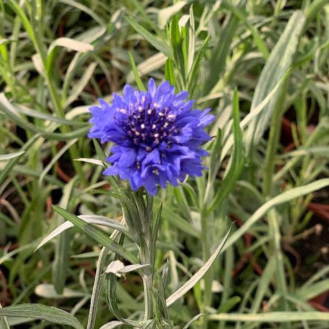 Semillas Centaurea Azul