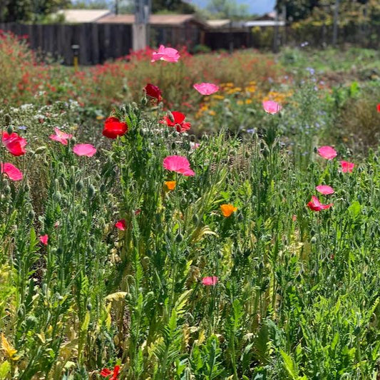 Semillas Amapola Mix