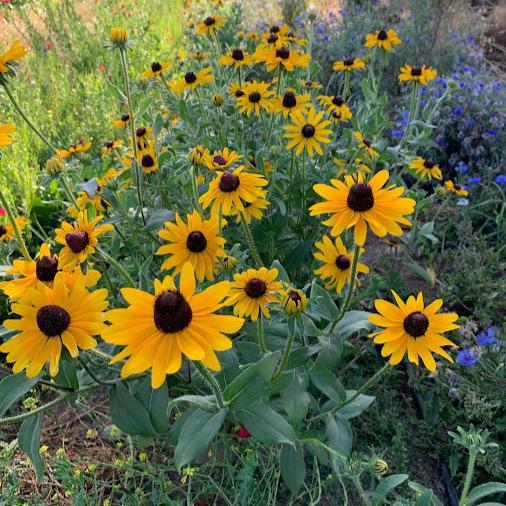 Semillas Rudbeckia Hirta
