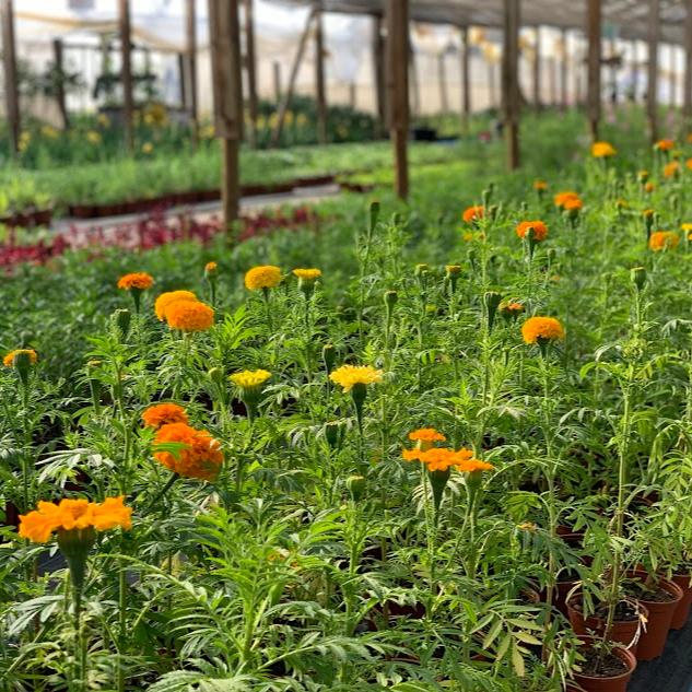 Semillas Tagetes