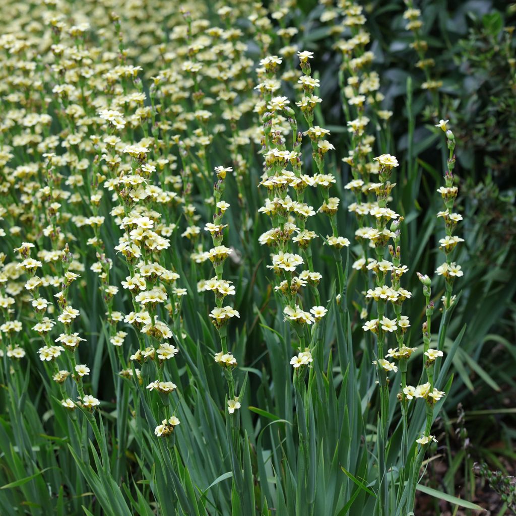 Sisyrinchium striatum - Amarillo