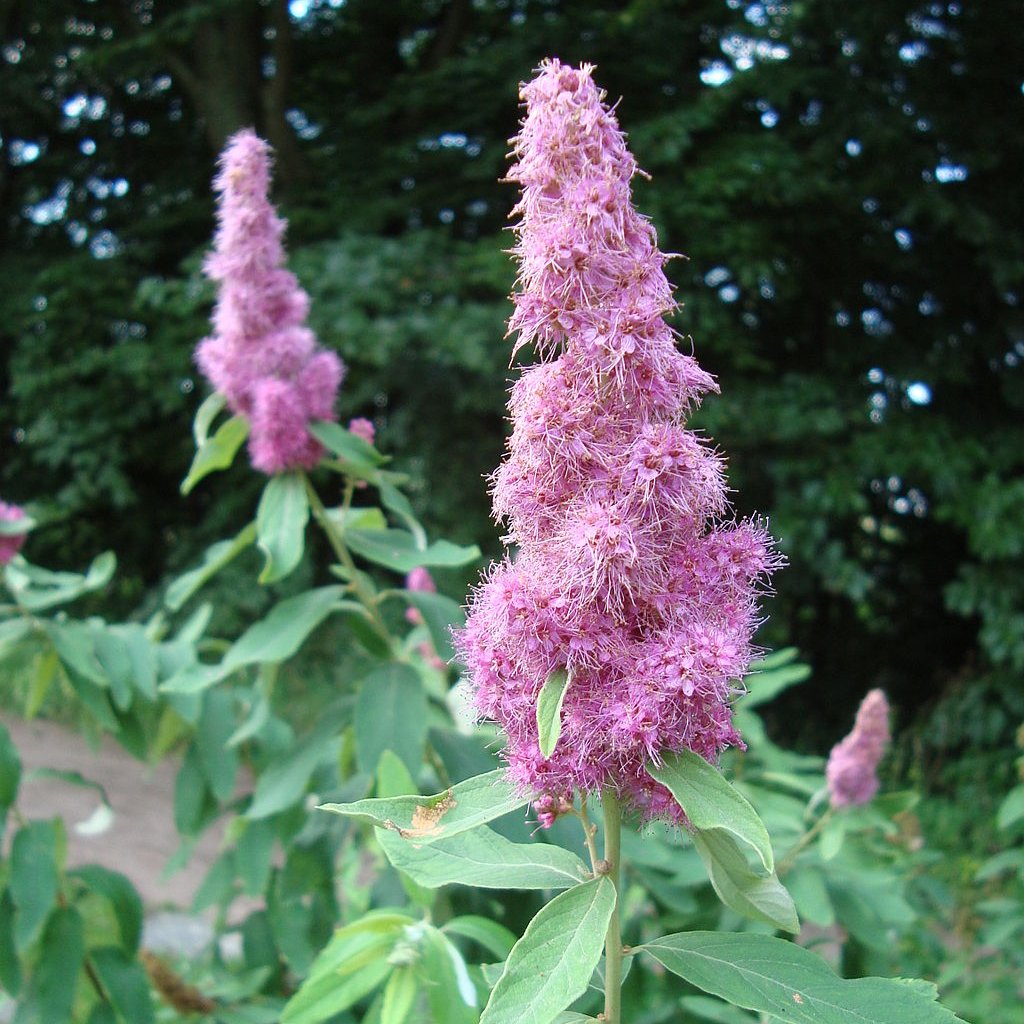 Spiraea douglasii - Rosado