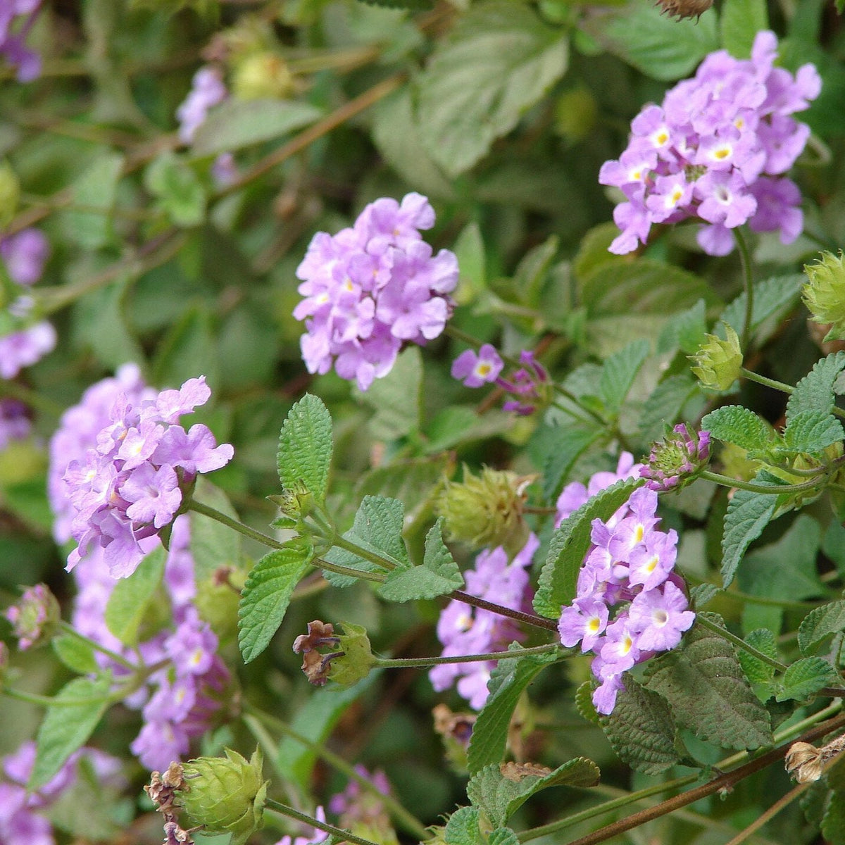 Lantana montevidensis - Rosado