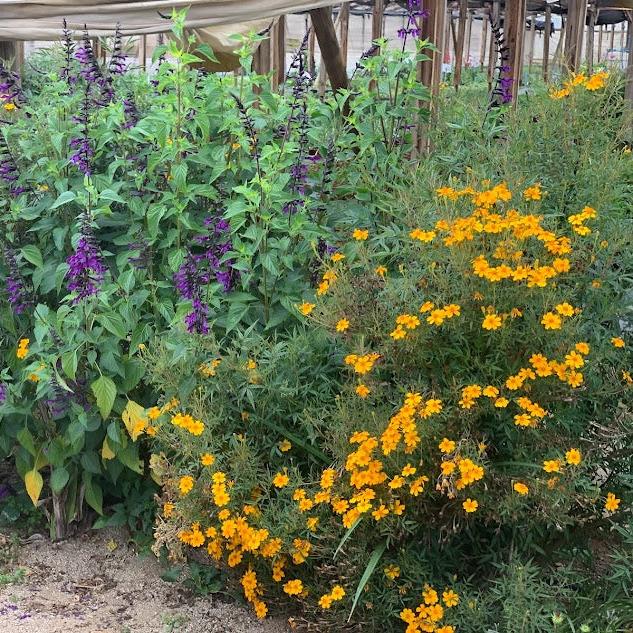 Tagetes lemmonii - Naranjo