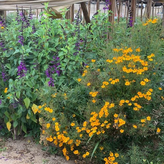 Tagetes lemmonii