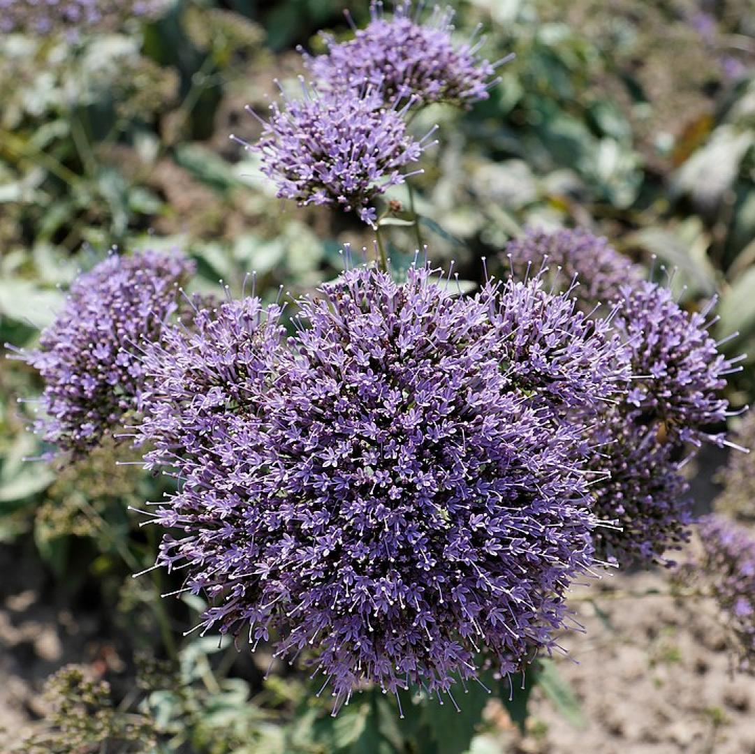 Trachelium caeruleum - Azul