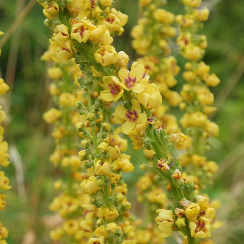 Verbascum nigrum - Amarillo