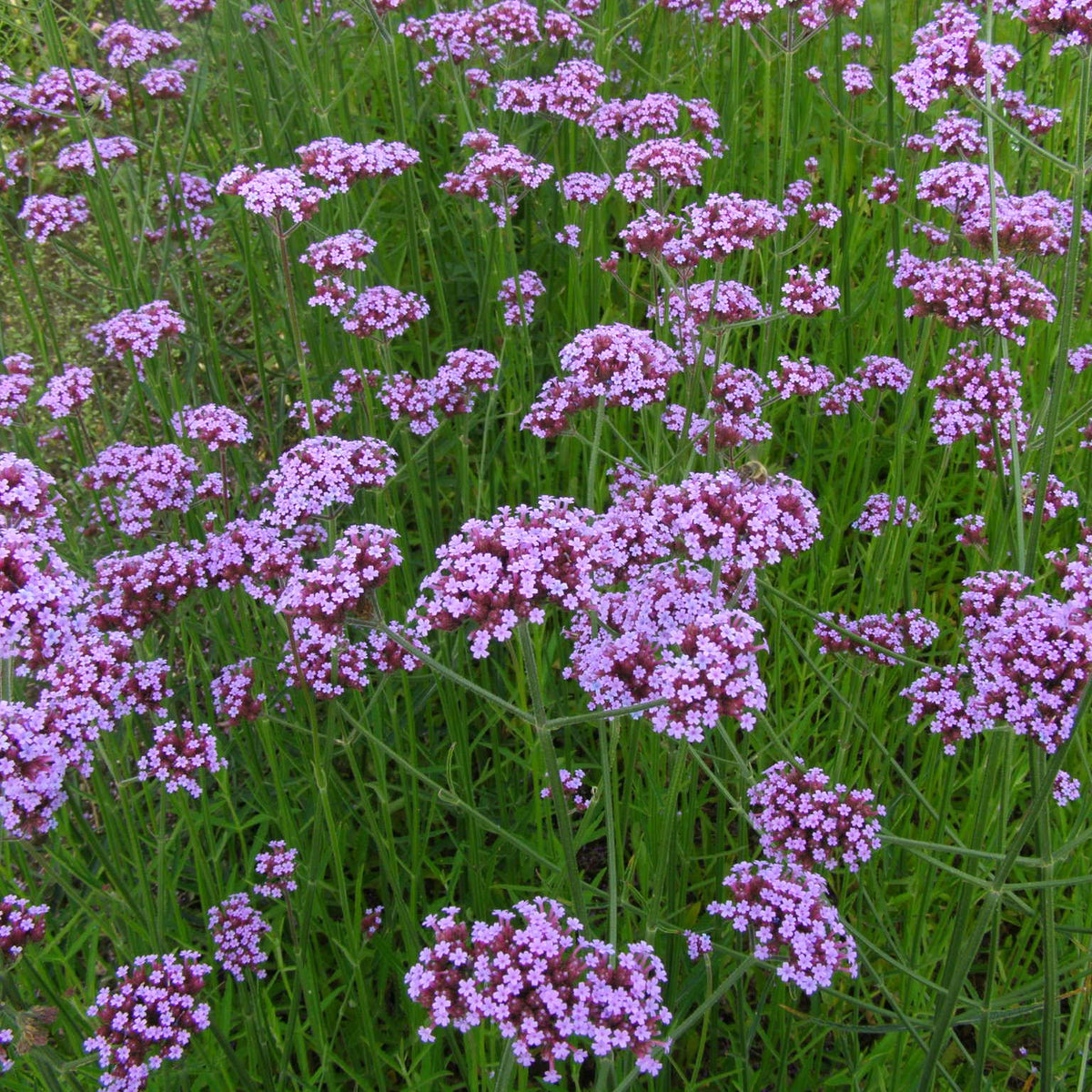 Verbena bonariensis - Azul