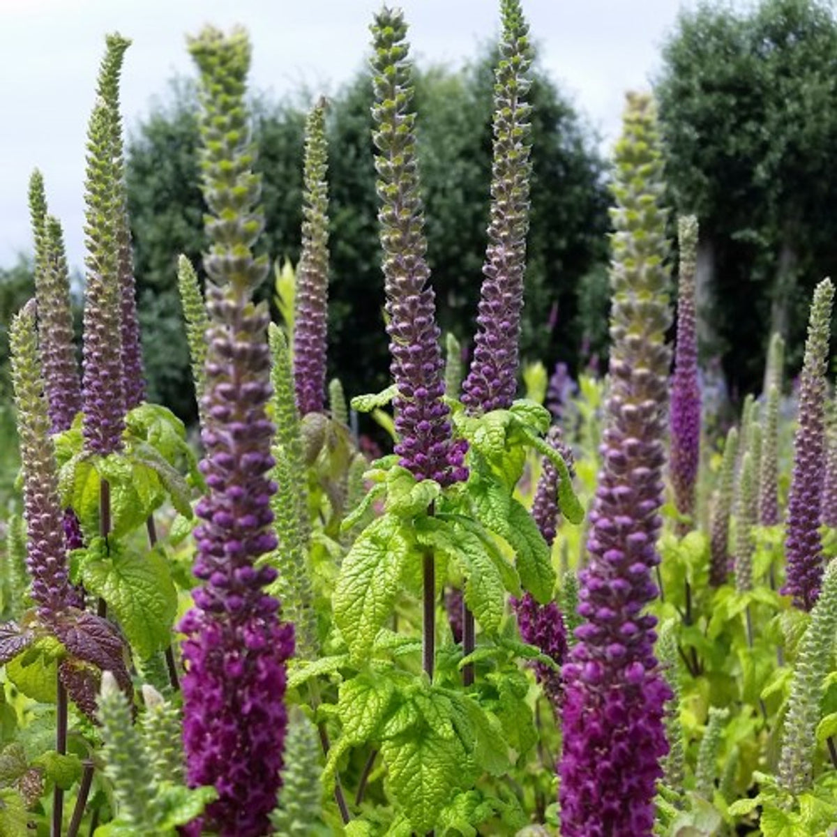 Teucrium hyrcanicum - Azul