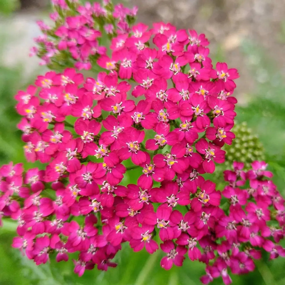 Achillea millefolium 'Cassis' - Fucsia