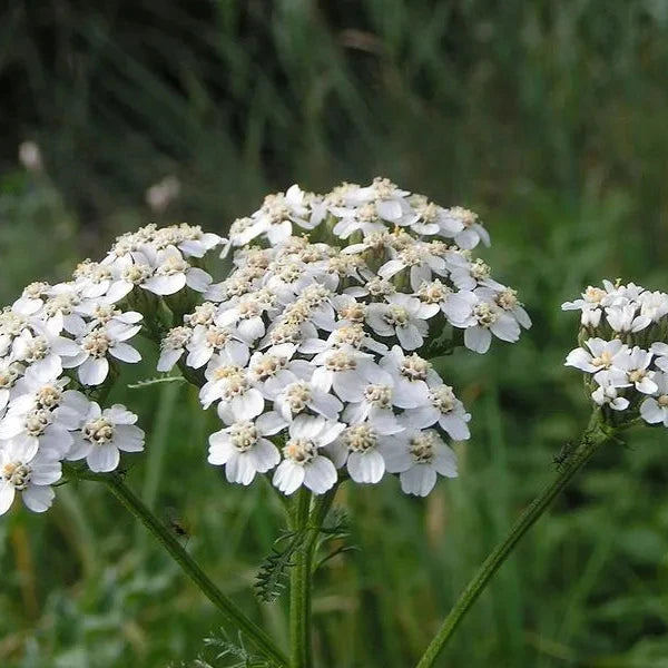Semillas Achillea o Milenrama