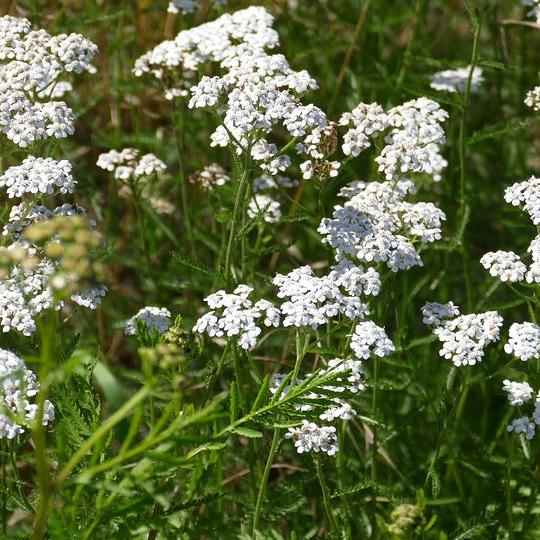Semillas Achillea o Milenrama