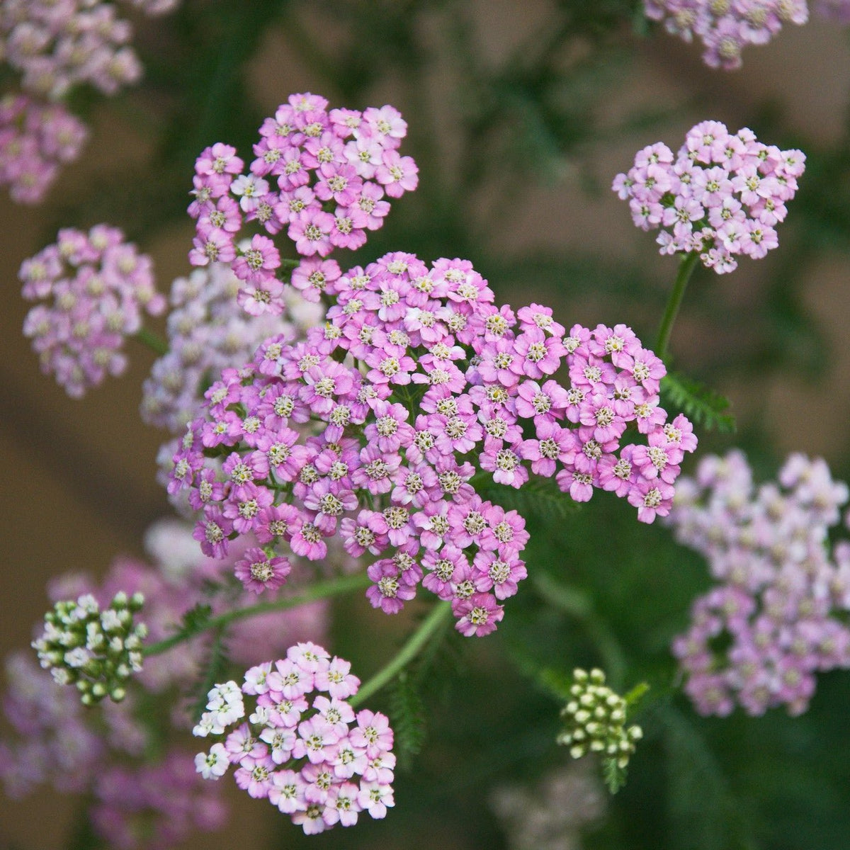 Achillea millefolium 'Cerise Queen' - Rosado