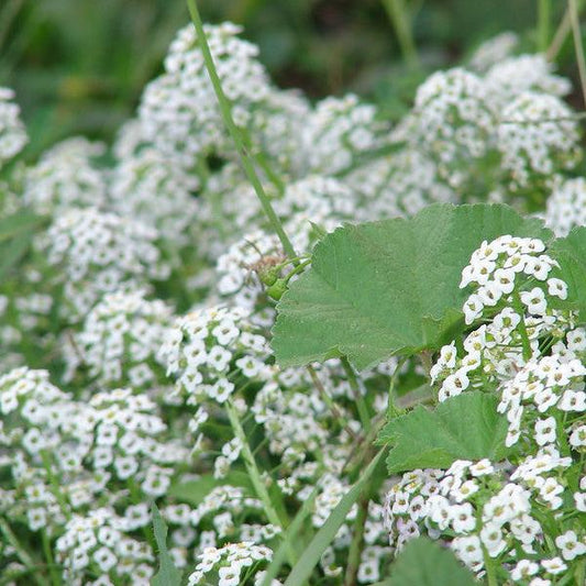 Semillas Aliso de Mar