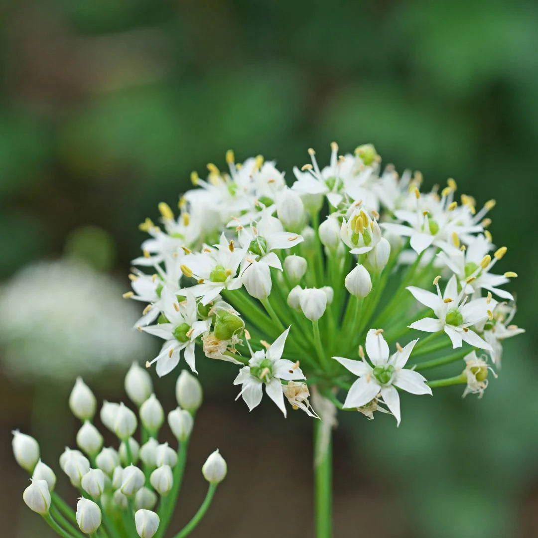 Allium tuberosum - Blanco
