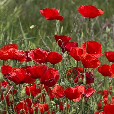 Semillas Amapola Roja