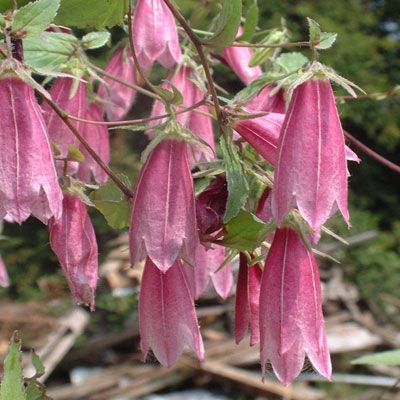 Campanula punctata - Rosado