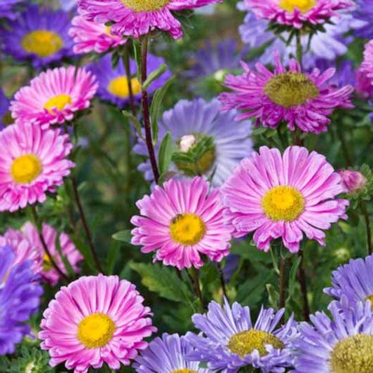 Semillas Reina Luisa