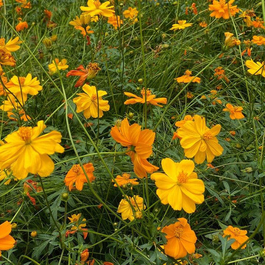 Semillas Cosmos