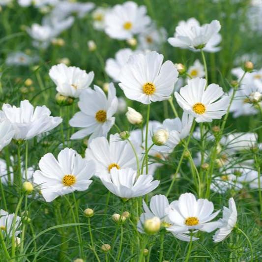Semillas Cosmos Sensation Purity