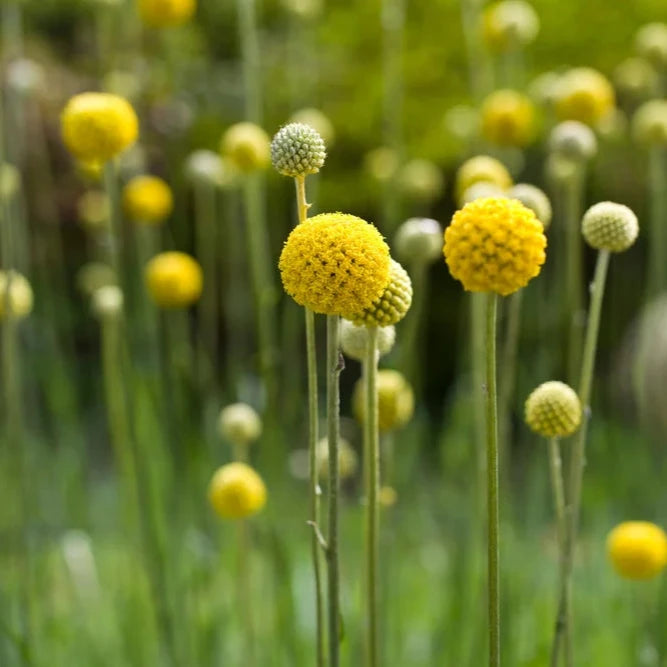 Craspedia globosa - Amarillo
