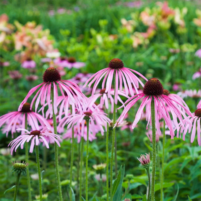 Semillas Echinacea Pallida