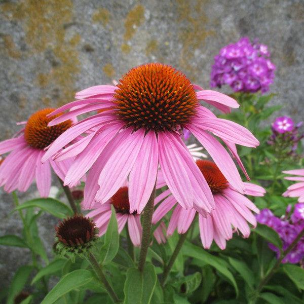 Echinacea purpurea - Rosado