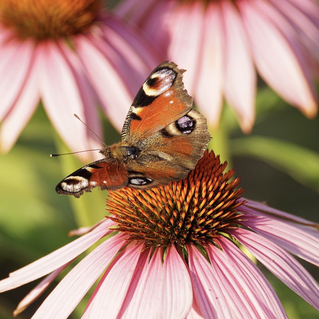 Echinacea purpurea
