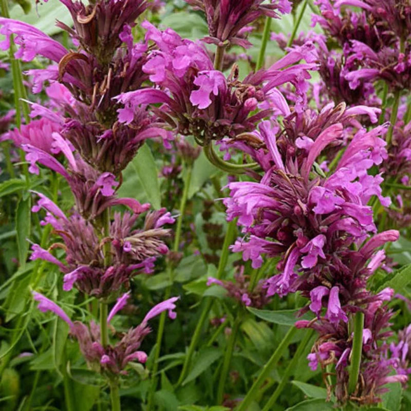 Agastache mexicana - Fucsia