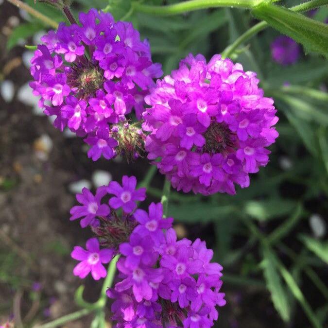 Verbena rigida - Fucsia