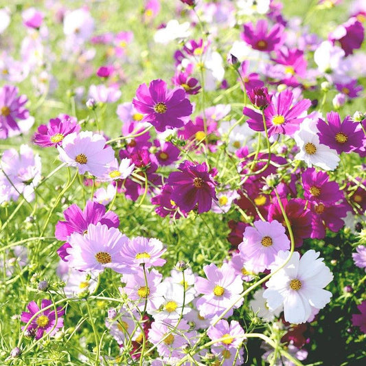 Semillas Cosmos Mix