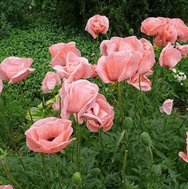Papaver orientalis coral